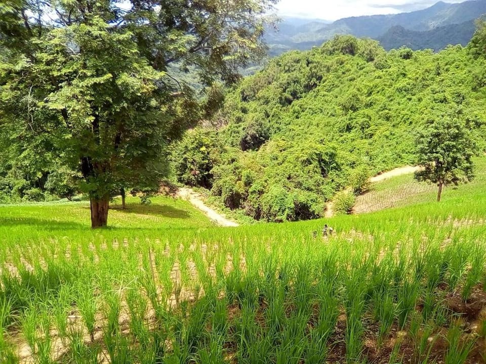 Springwater Farm Homestay Nan Apartment in Laos