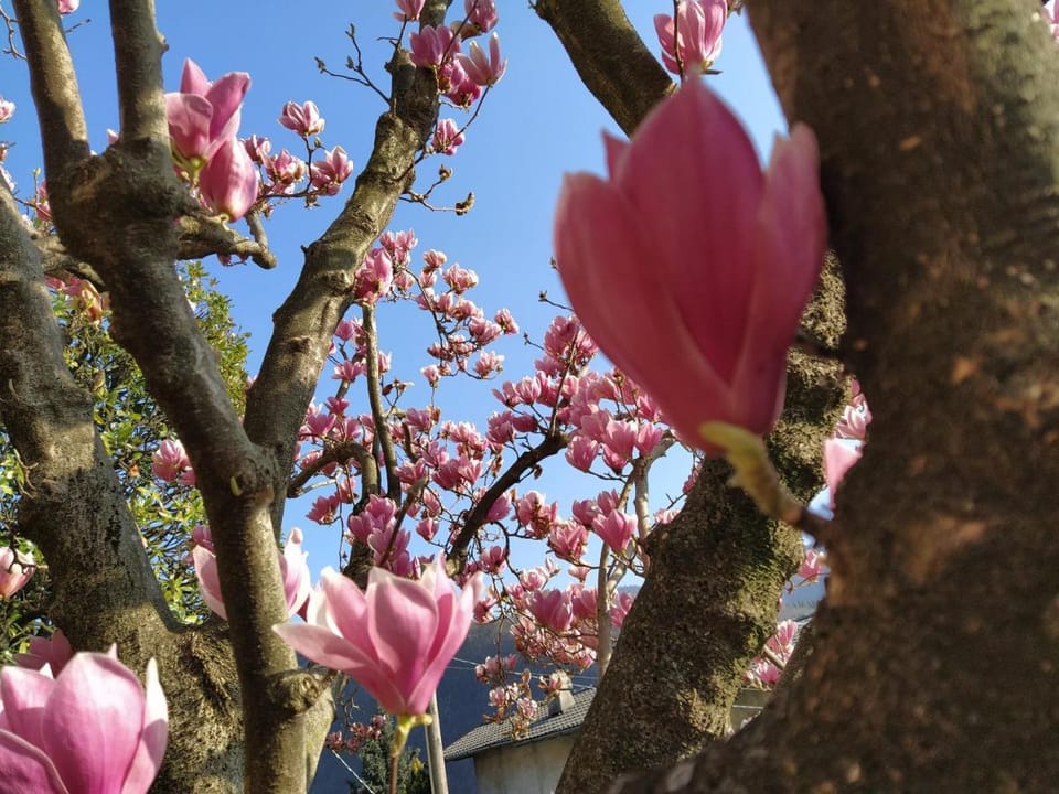 B&B Le Magnolie Bed and Breakfast in Lombardy
