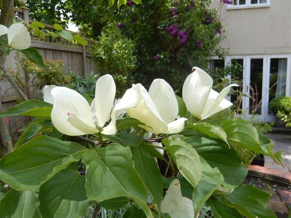 Motts Cottage Vacation rental in Uttlesford