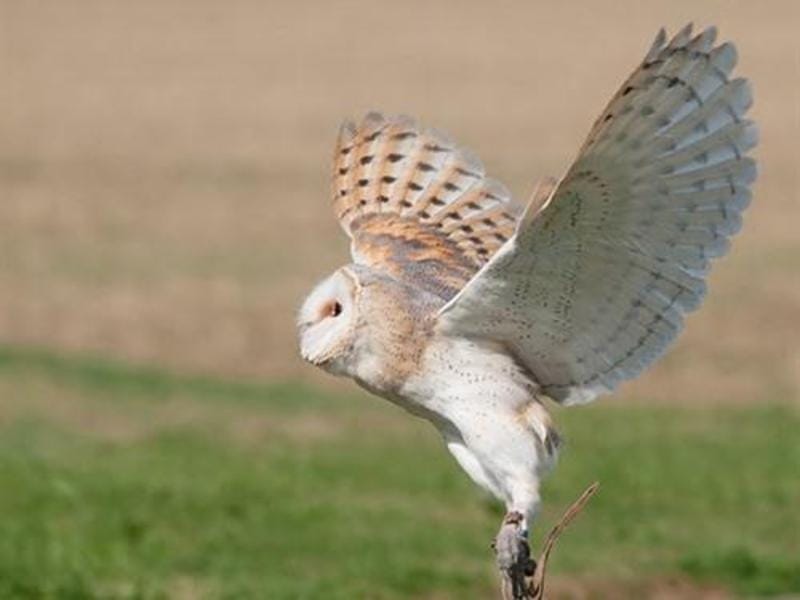Falcons Nest Apartment in Huntingdonshire District