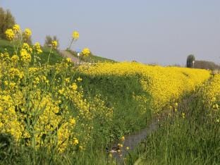 Cozy vacation home with terrace Vacation rental in South Holland (province)