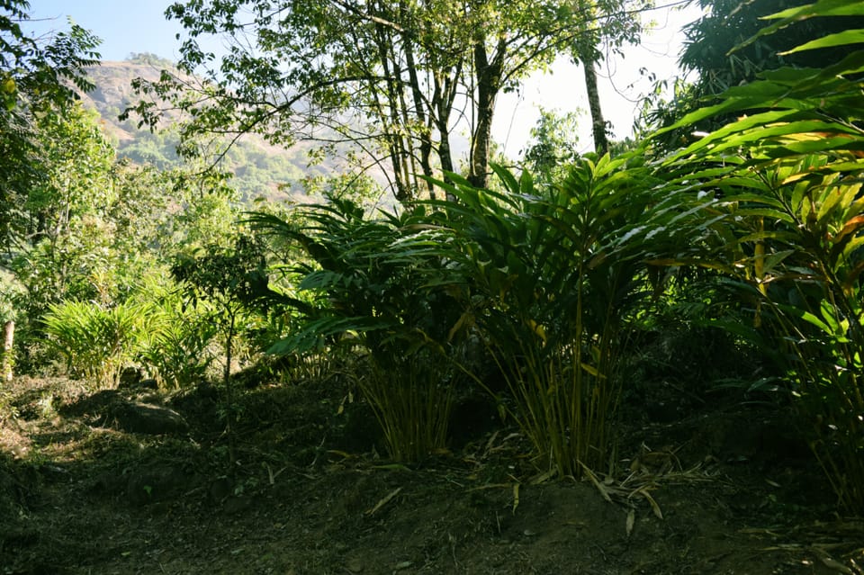 Solitude Munnar, Contemporary Mud House Villa in Kerala