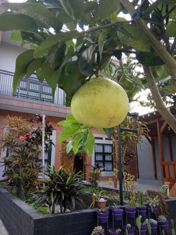 Villa FELIA - 1 harga utk 5 KAMAR -1 RUMAH FULL Villa in Batu