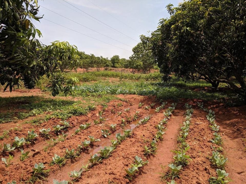 Valley  Views |nature|mango farm|eco|hills|orchard Vacation rental in Tamil Nadu