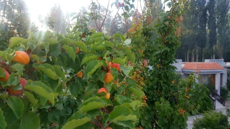 K2 Orchard (Guest House) Vacation rental in Pakistan