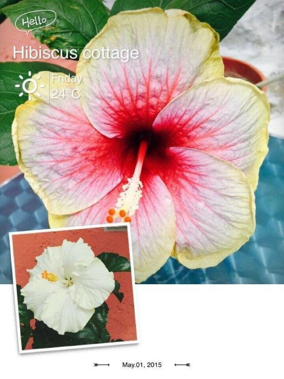 Hibiscus Cottage KT 墾丁的大紅花 Vacation rental in Hengchun Township