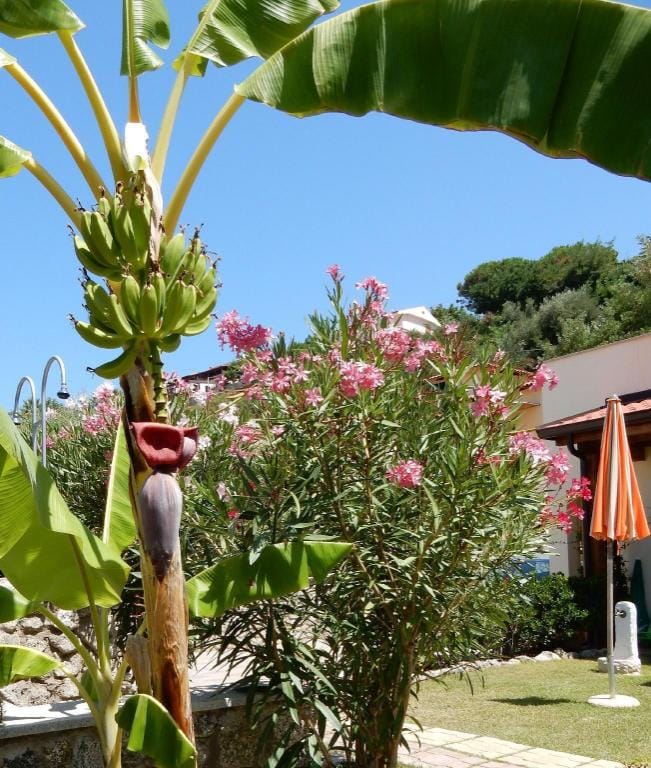 Comfort Apartments with garden Vacation rental in Calabria