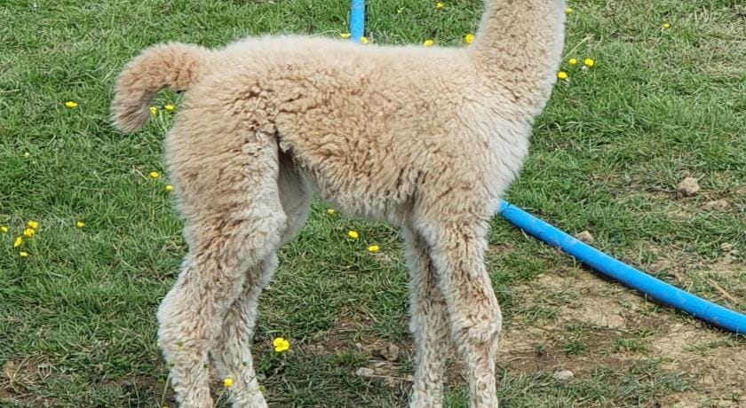 Dartmoor Reach Alpaca Farm Vacation rental in Bovey Tracey