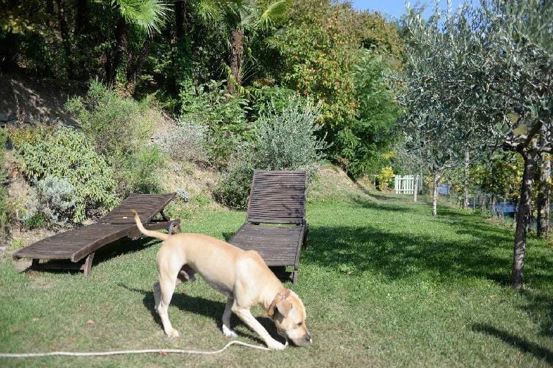 Casale Amati Il Frantoio Vacation rental in Province of Massa and Carrara