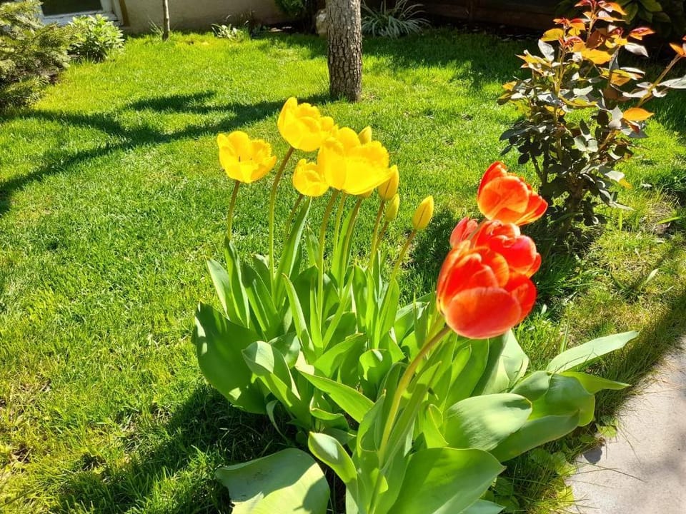 Green Garden Vacation rental in Tbilisi, Georgia
