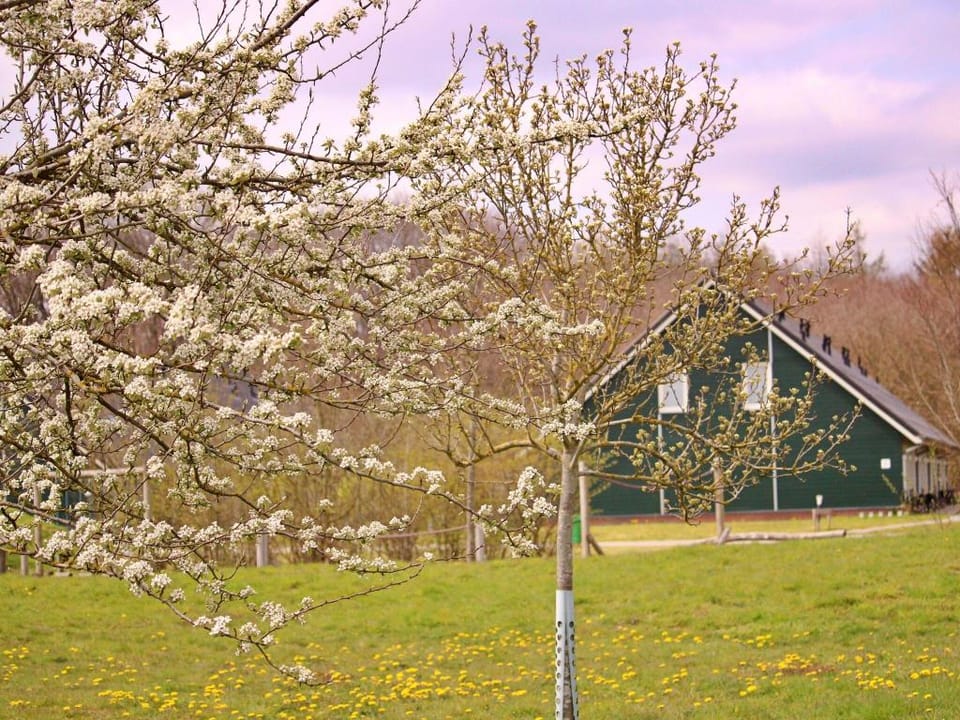 Cozy Forest-Edge Home Vacation rental in Overijssel (province)
