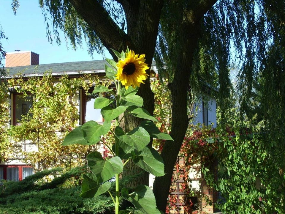 Wohnung in Alt Bukow mit Garten Apartment in Mecklenburg-Vorpommern, Germany