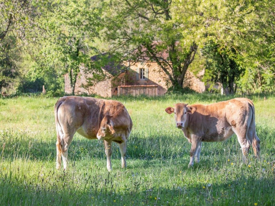 Dreamy Retreat in Loubejac Vacation rental in Occitanie