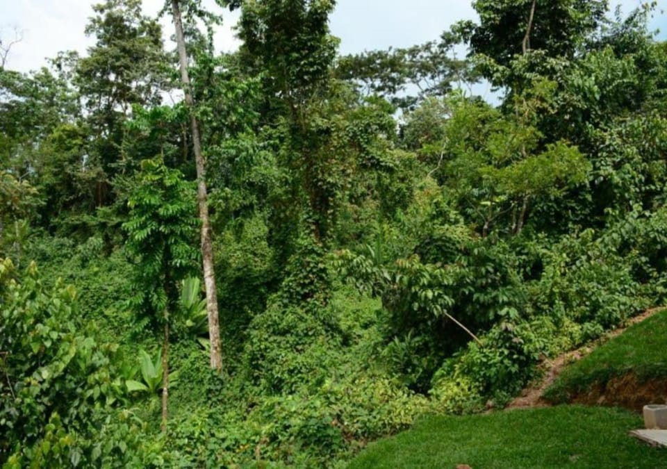 Chimpanzee Lodge Lodge in Africa