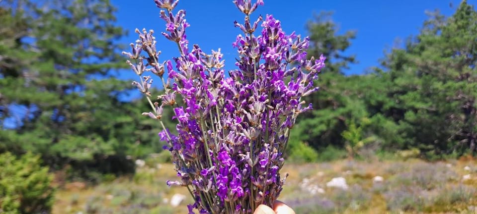 Holidays In Provence Alpes Maritimes Vacation rental in French Riviera