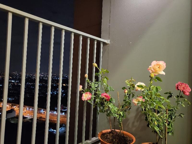 Monthly Condo Central Westgate Apartment in Bangkok