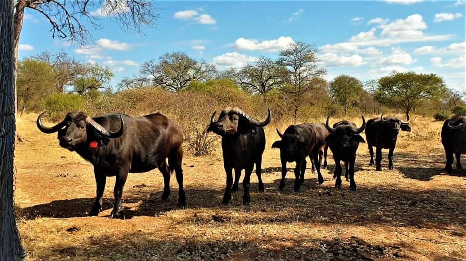 Simba Safaris Private Game Lodge Vacation rental in South Africa