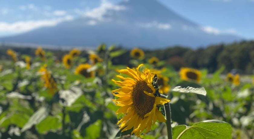Mount Fuji Castle  2 Vacation rental in Kanagawa Prefecture