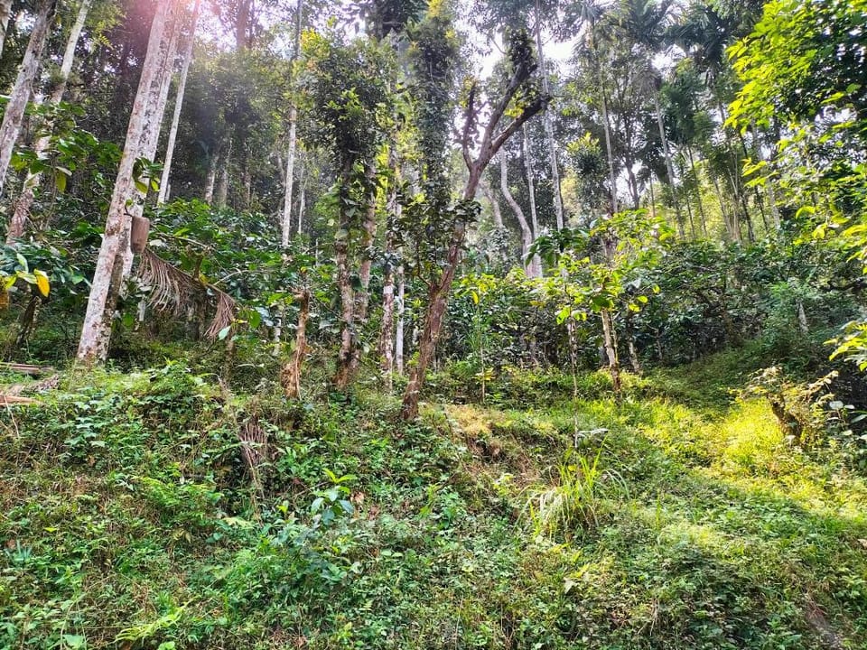 Green Ray Villa in Kerala