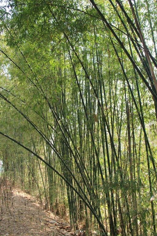 Mon Sri Wiang, Nestled on a Private Hill. Vacation rental in Thailand