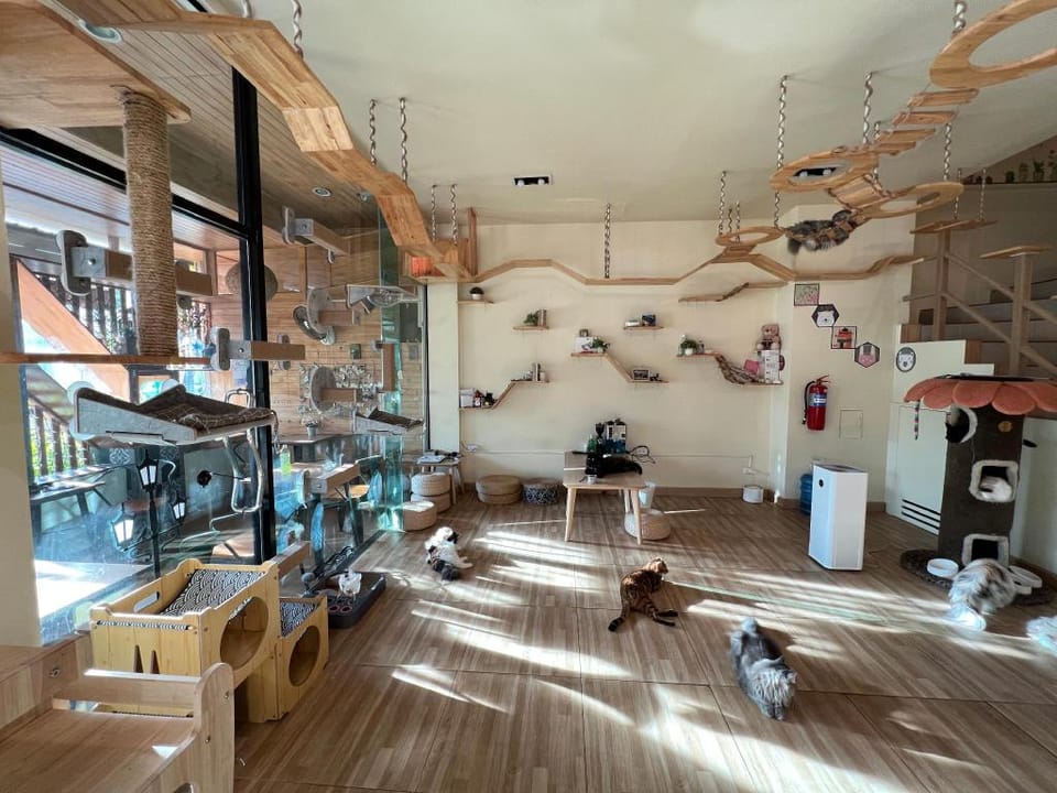 Cat story hotel 主题酒店精品房间带电梯洗衣机1 Apartment in Patong