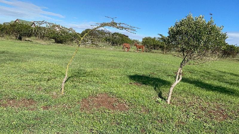Mount Kenya Golf holiday homes Villa in Kenya