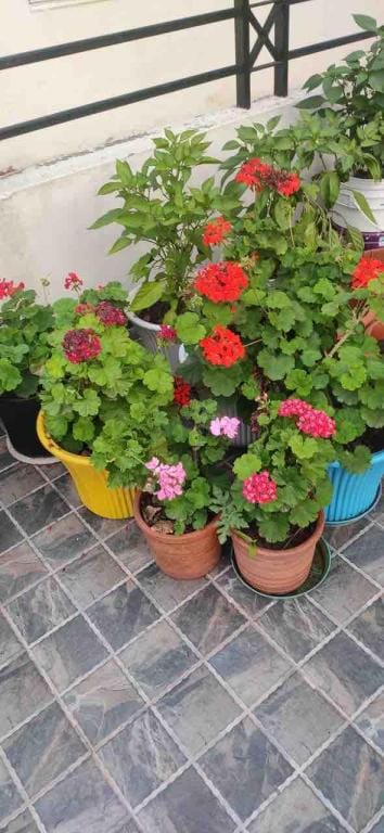 Captain’s Inn: A serene abode Vacation rental in Himachal Pradesh
