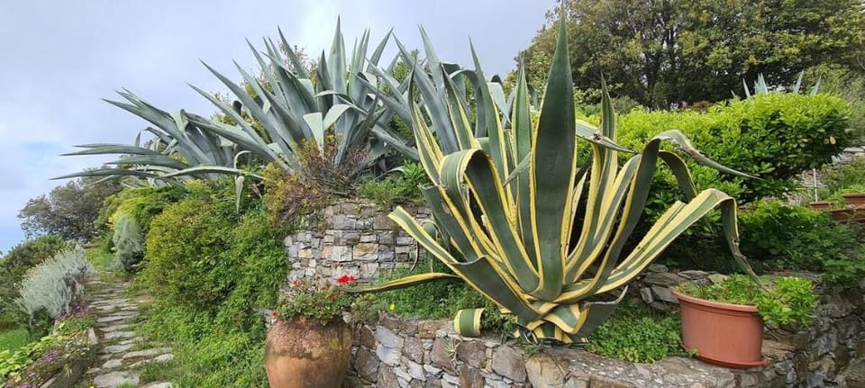 AGAVE ☆Terrace & Relax☆ Family/Couple @ 5 TERRE Vacation rental in Cinque Terre