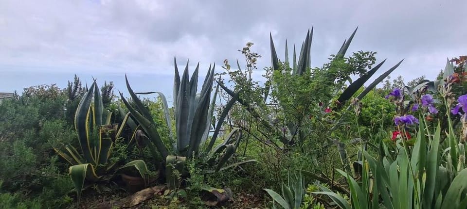 AGAVE ☆Terrace & Relax☆ Family/Couple @ 5 TERRE Vacation rental in Cinque Terre