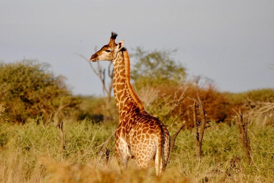 Buffelsvlei Private Game Lodge Vacation rental in South Africa