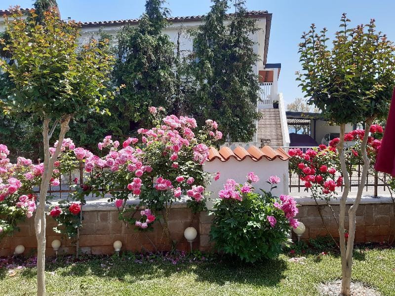 Apartment 676 Apartment in Novigrad
