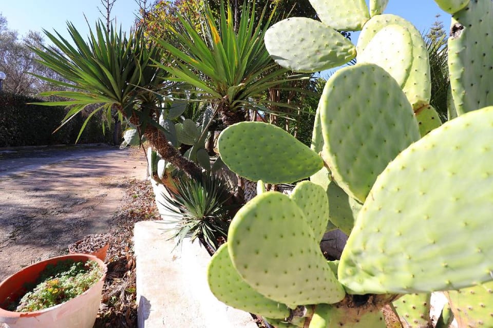 Negroamaro House Torre Santo Stefano Otranto Vacation rental in Apulia