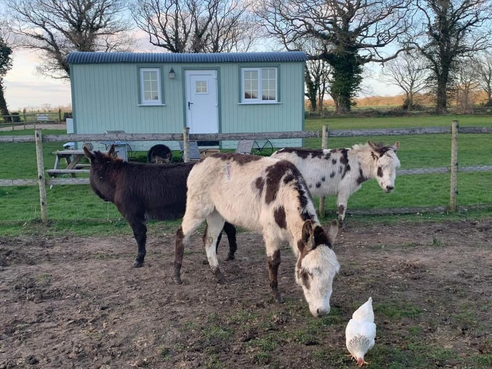 Starry Meadow & Rescued Animal Experiences Vacation rental in Broadland District