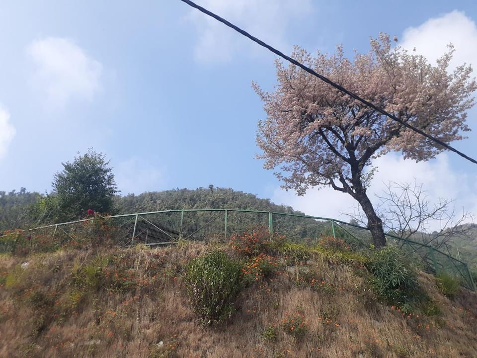 SUHANI mountain view rooms  Vacation rental in Uttarakhand