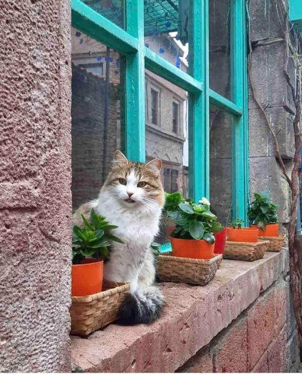 Ayvalık Küçükköy'de Günlük Kiralık Taş Ev Vacation rental in İzmir Province