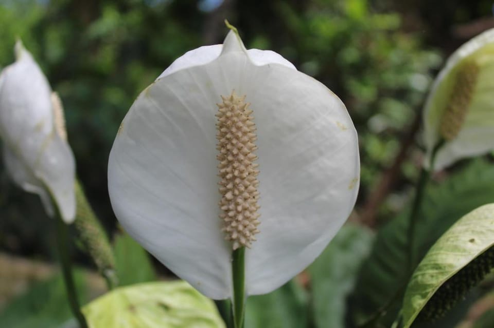 Alona Peace Lily Studio Apartment "UP" Apartment in Panglao