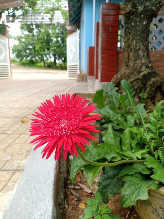 Azalea Coffee Homestay 4 Vacation rental in Bình Thuận Province