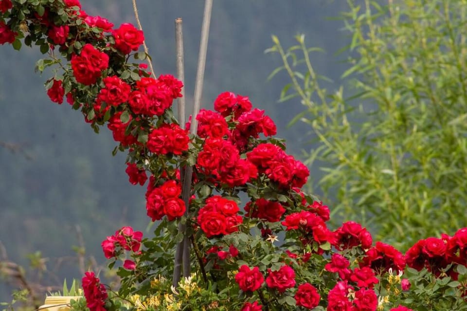 Jal Vayu - Homestay in midst of mountains & rivers Vacation rental in Himachal Pradesh