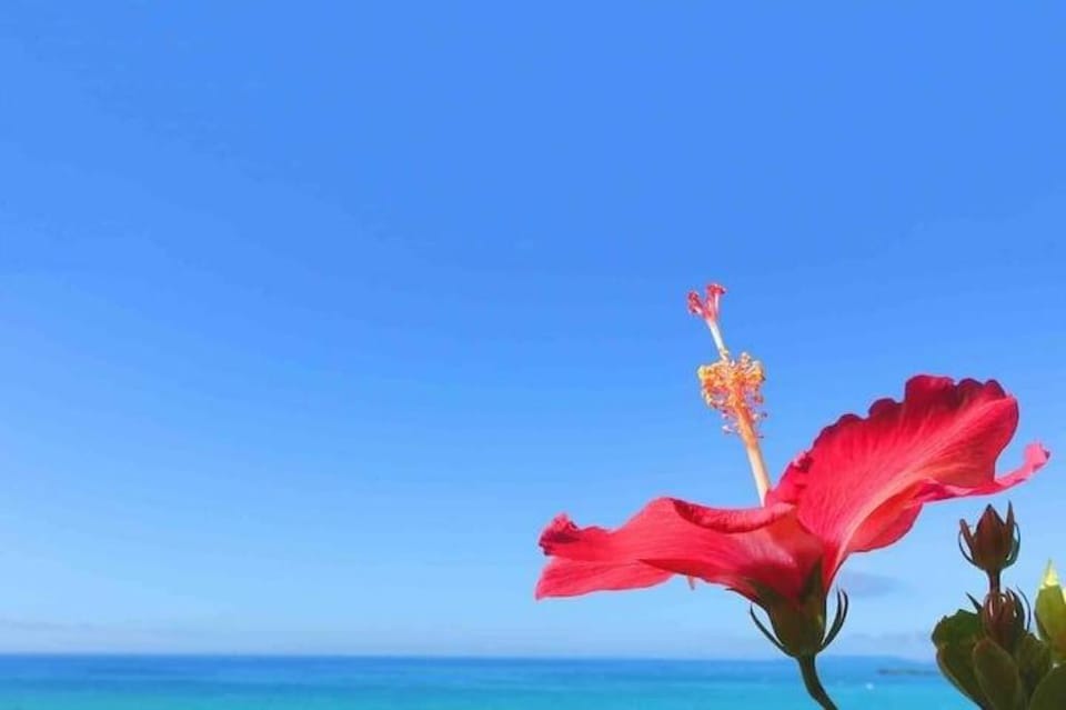 B39【Ao no Umi】 癒しの宿を観光の拠点に★美ら海水族館近く★ ＢＢＱ設備有り Vacation rental in Okinawa Prefecture