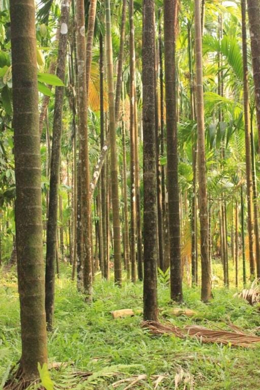 Mala's Hideaway  Vacation rental in Karnataka
