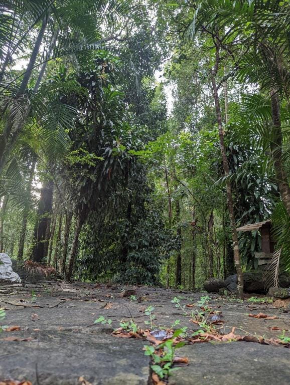 Mala's Hideaway  Vacation rental in Karnataka