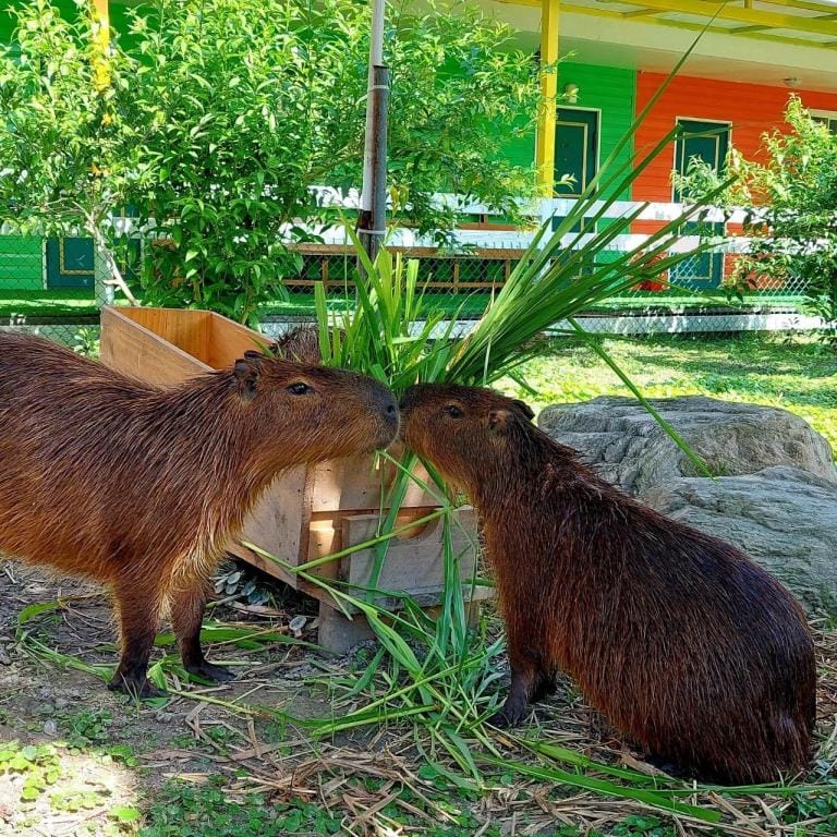 Alpaca Homestay Hotel in Taiwan, Province of China
