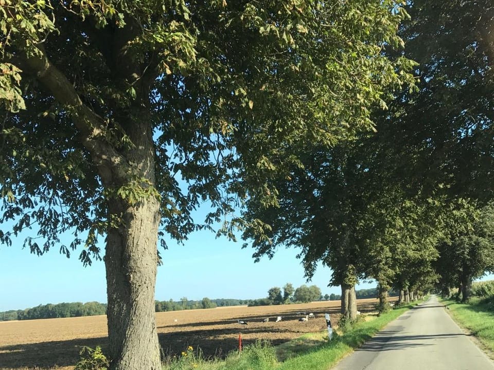 Luxuriose Ferienwohnung in Boddin mit Garten Apartment in Mecklenburgische Seenplatte