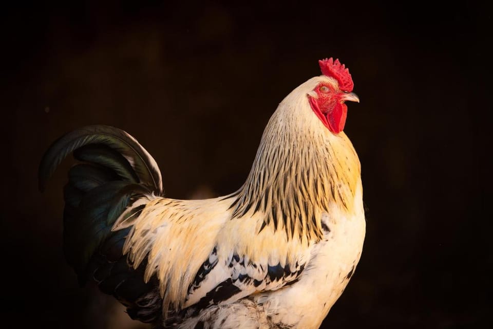 Domaine de la Briouse Bed and Breakfast in Nouvelle-Aquitaine