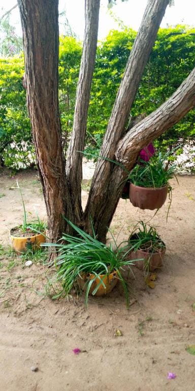 Rushozi Country Home & Camp ground Vacation rental in Uganda