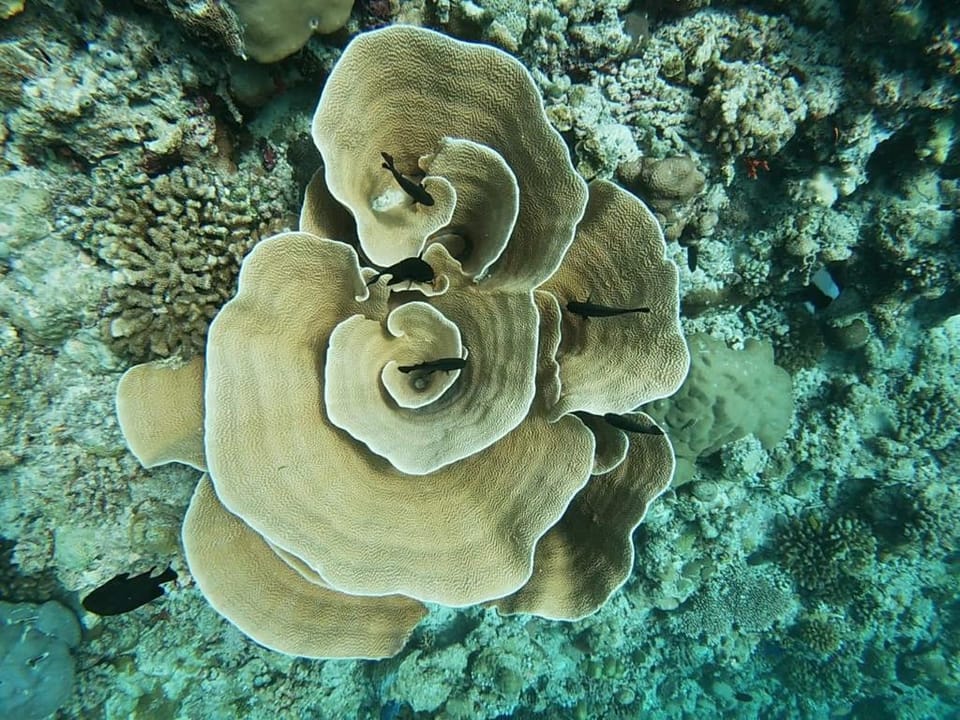 Lhohi inn - Guest House, Noonu Atoll Villa in Maldives