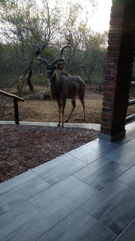 Private villa in the African bush Villa in South Africa