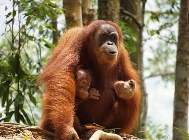 Bukit Lawang Bed and Breakfast in Indonesia