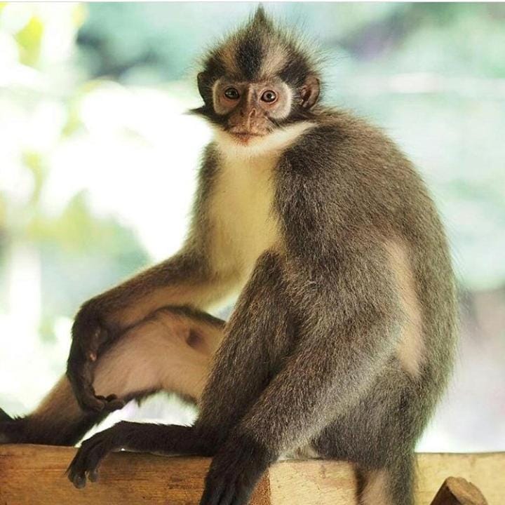 Bukit Lawang Bed and Breakfast in Indonesia