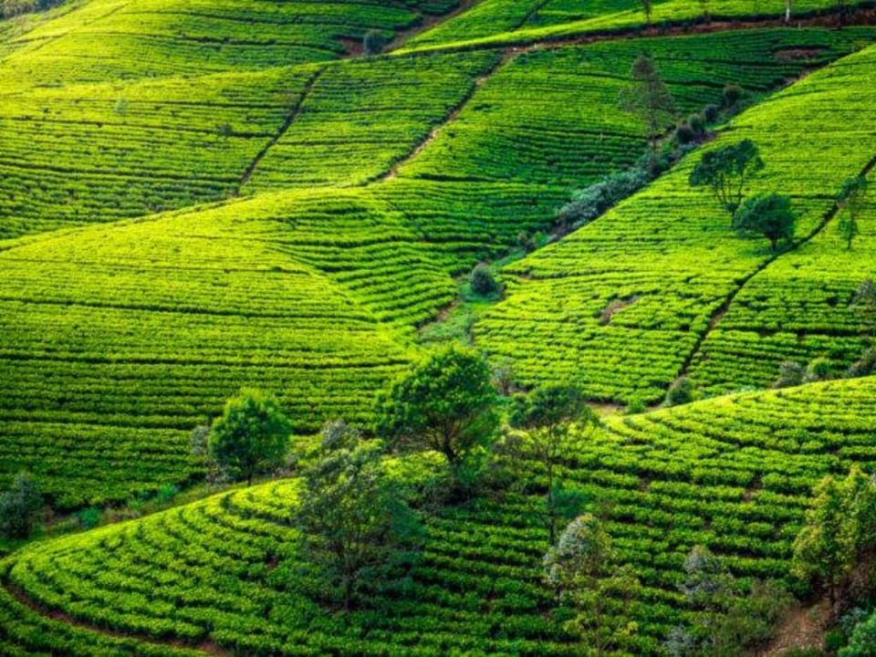 Wingston Bungalow Nuwara Eliya Vacation rental in Central Province